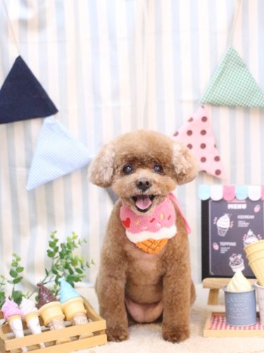 20250503フーちゃん